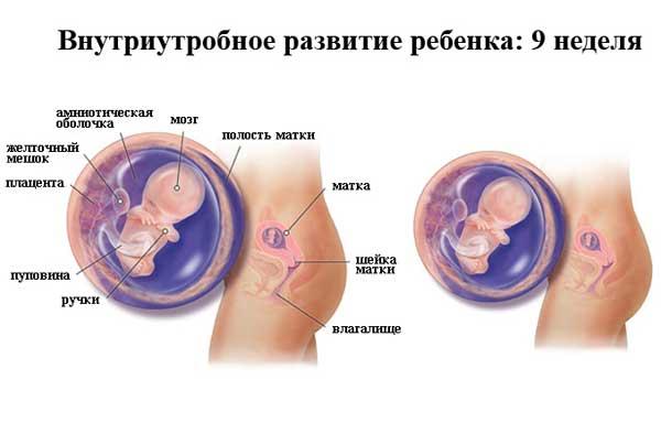 9 недель беременности в картинке